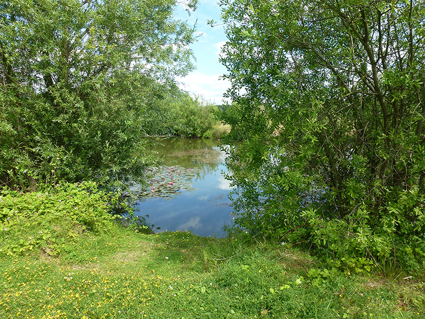 Photograph of a pond on the site at Waterbeach