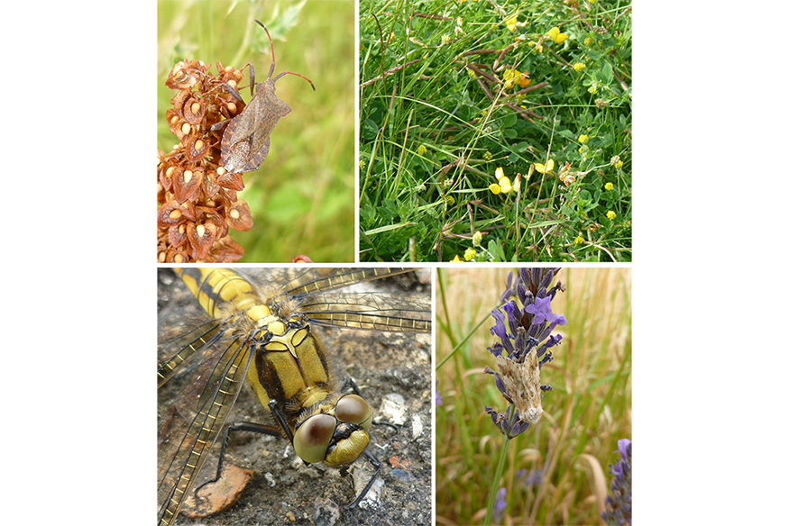 Grid of 4 photographs of insects taken at or near Waterbeach. A butterfly on a yellow flower, a moth on a purple flower, a dragonfly called Orthetrum Cancellatum found near the golf course at Waterbeach and an insect called Coreus marginatus.